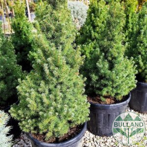 Пицея Коника, Picea Conica, 80/100 см.