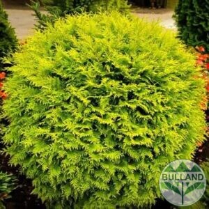 Златиста западна кълбовидна туя, Thuja occidentalis „Golden globe“