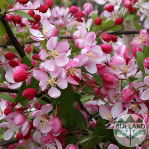 Декоративна ябълка "Флорибунда",Malus "Floribunda",10/12, височина 250/300 см.