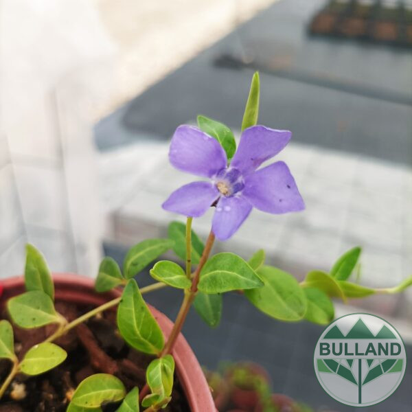 Винка Минор, Vinca minor, контейнер 1 л. - Image 6