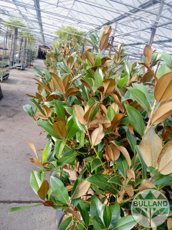 Магнолия Грандифлора , Magnolia Grandiflora , 120/140 см. - Image 4