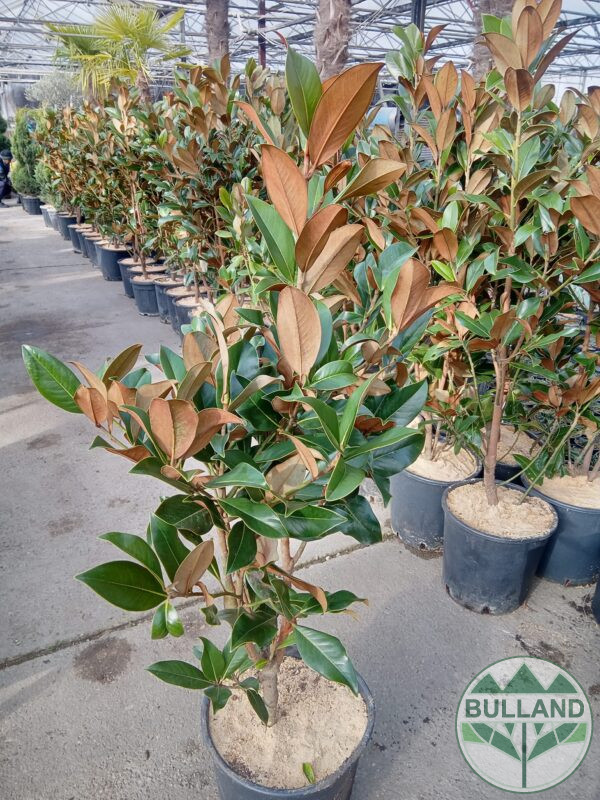 Магнолия Грандифлора , Magnolia Grandiflora , 120/140 см. - Image 6