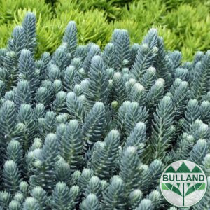 Седум Син Смърч, Sedum reflexum " Blue Spruce ", pot 9