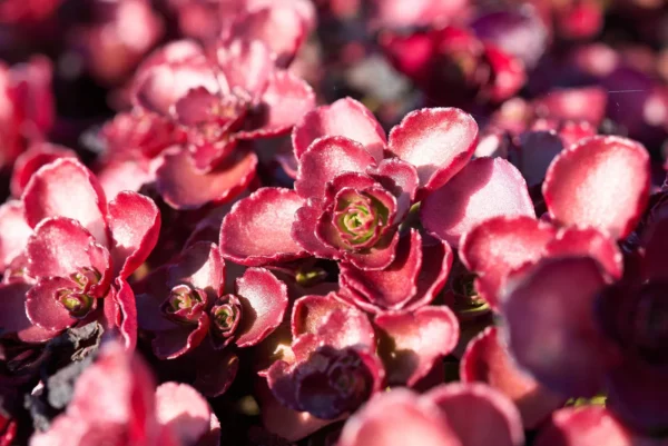 Червен седум "Пурпурна Зима", Sedum spirium "Purpur Winter", контейнер 1 л.