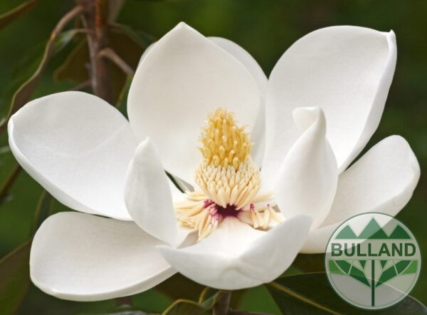 Магнолия Грандифлора , Magnolia Grandiflora , 120/140 см. - Image 2