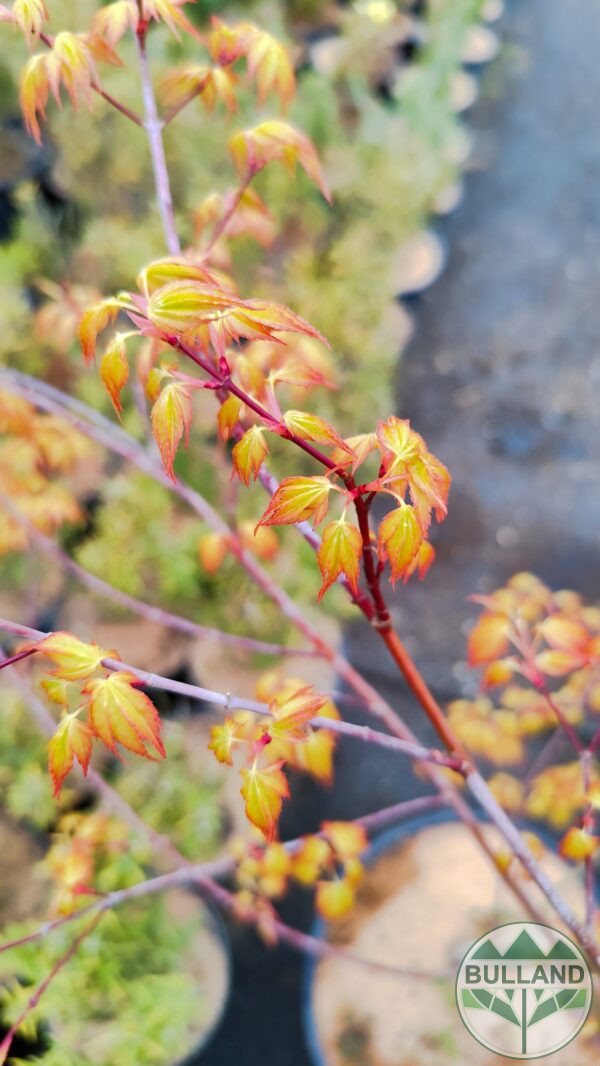 Японски клен "Orange Dream", Acer palmatum "Orange Dream", височина 100 см. - Image 8