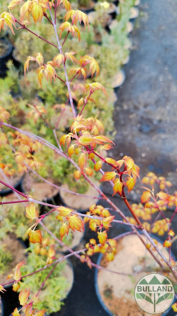 Японски клен "Orange Dream", Acer palmatum "Orange Dream", височина 100 см. - Image 6