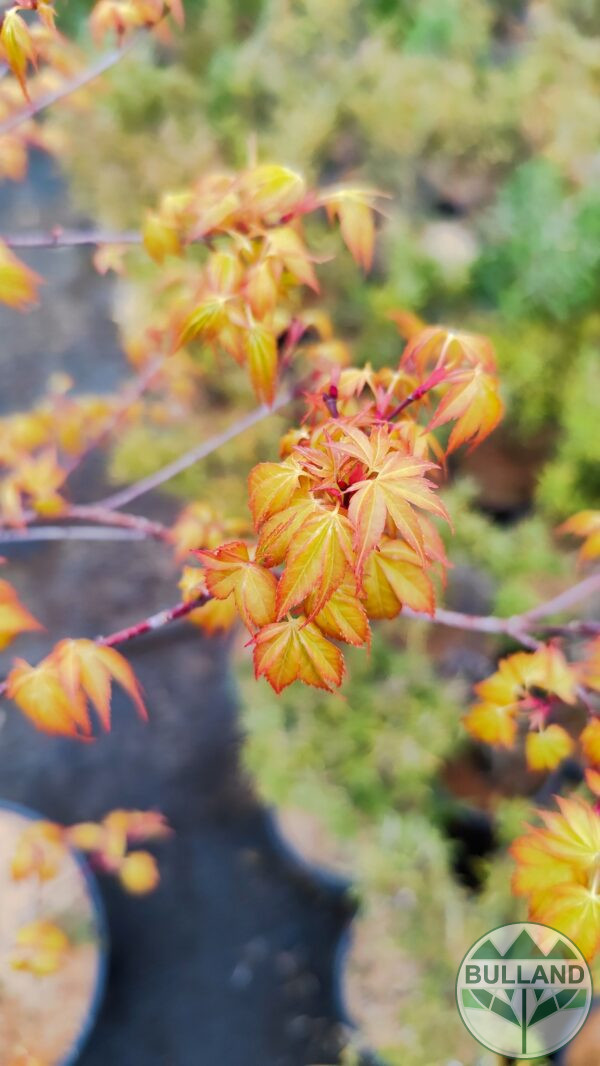 Японски клен "Orange Dream", Acer palmatum "Orange Dream", височина 100 см. - Image 4