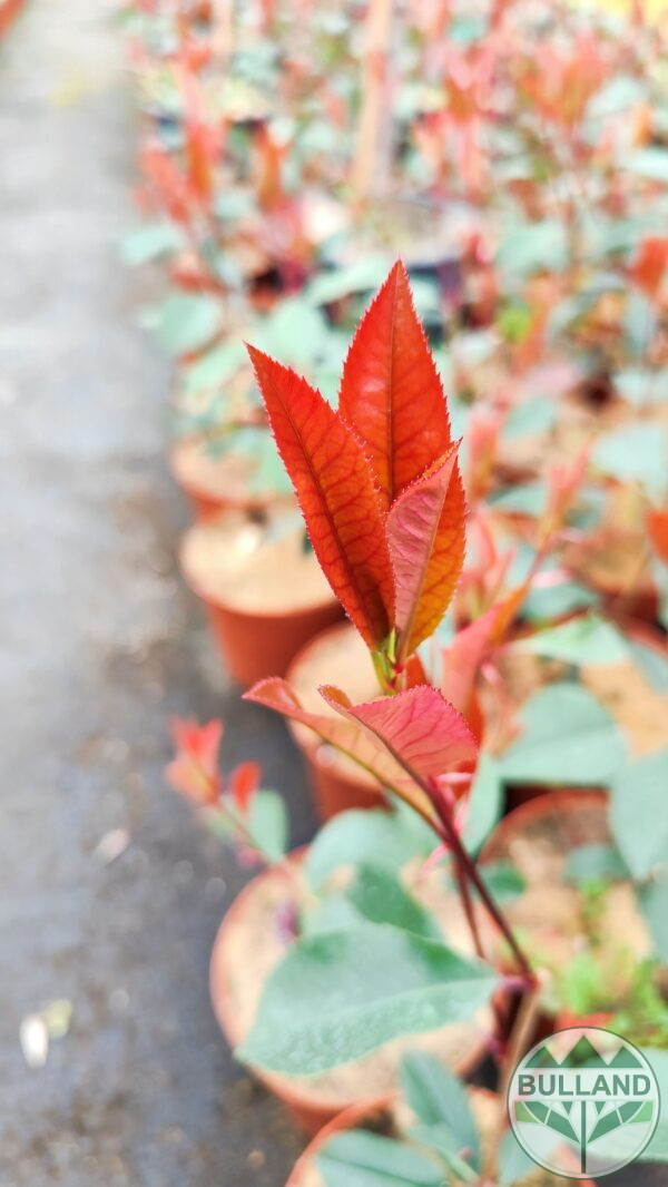 Фотиния "Ред Робин", Photinia fr. "Red Robin", конт. 1,5 - Image 5