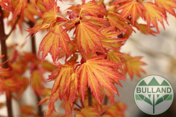 Японски клен "Orange Dream", Acer palmatum "Orange Dream", височина 100 см.