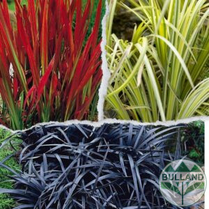 Promo package of decorative grasses - Emperor Red Baron, Acorus and Black Offiopon