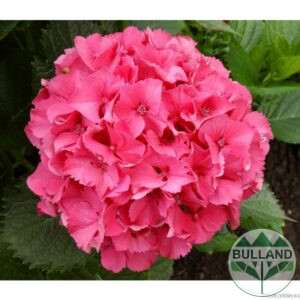 Хортензия "Сибила" for shade, Hydrangea macrophylla "Sibilla", Continuity 3 l.