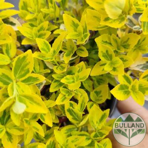 Евонимус "Емералд Голд", Euonymus "Emerald and Gold", cont. 2 l.