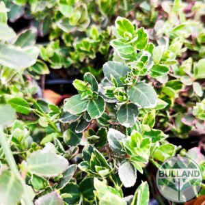 Евонимус "Емералд Гайети", Euonymus "Emerald Gaiety", cont. 1 l.