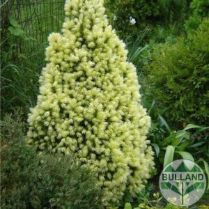 Пицея Дейзи, Picea glauca 'Daisy's White'