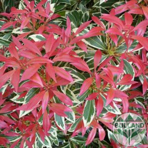 Пиерис, Pieris Flaming Silver, конт. 1 л.