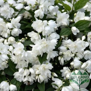 Philadelphus, Wedding wreath (Philadelphus Minnesota Snowflake) cont. 2l.
