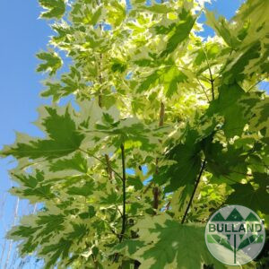 Ацер "Друмонди", Acer platanoides "Drummondii",  Щамб 90 см.