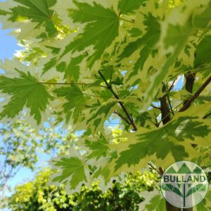 Ацер "Друмонди", Acer platanoides "Drummondii",  Щамб 150 см.