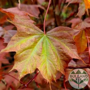 Ацер "Ample Surprise", Acer Ample Surprise, Щамб 150 см.