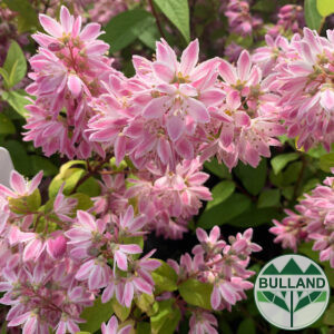 Doitsia, Deutzia hybrida 'Mont Rose', cont. 2 l.