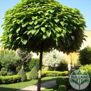 Каталпа, Catalpa bignonioides, 60/70 см