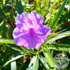 Ruelia, Mexican Petunia,Ruellia Purple Mexican Petunia