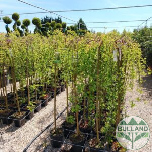 Плачеща върба, Salix Integra Pendula на присадка 120 см.