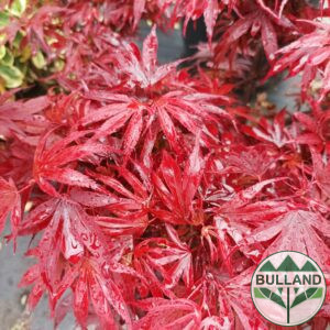 Японски Клен "Аtropurpureum", Аcer palmatum "Аtropurpureum", конт.1 л.