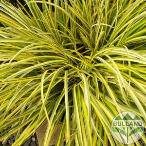 Acorus, Acorus Gramineus Ogon, cont. 1 l.