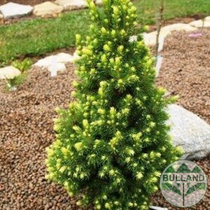 Пицея Рейнбол, Picea glauca 'RAINBOW'S END'