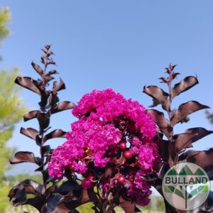 Indian lilac tree, Lagerstroemia Raspberry Sorbet 1/2, height 140/160 cm