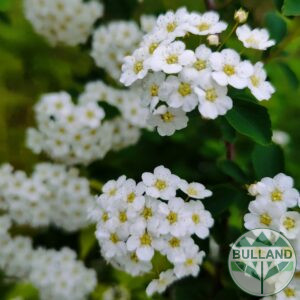 Спирея "Майски сняг", Spiraea "Vanhouttei", конт. 1 л.