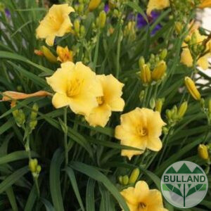 Hemerocalis, Hemerocallis Stella Doro, cont. 1 l.