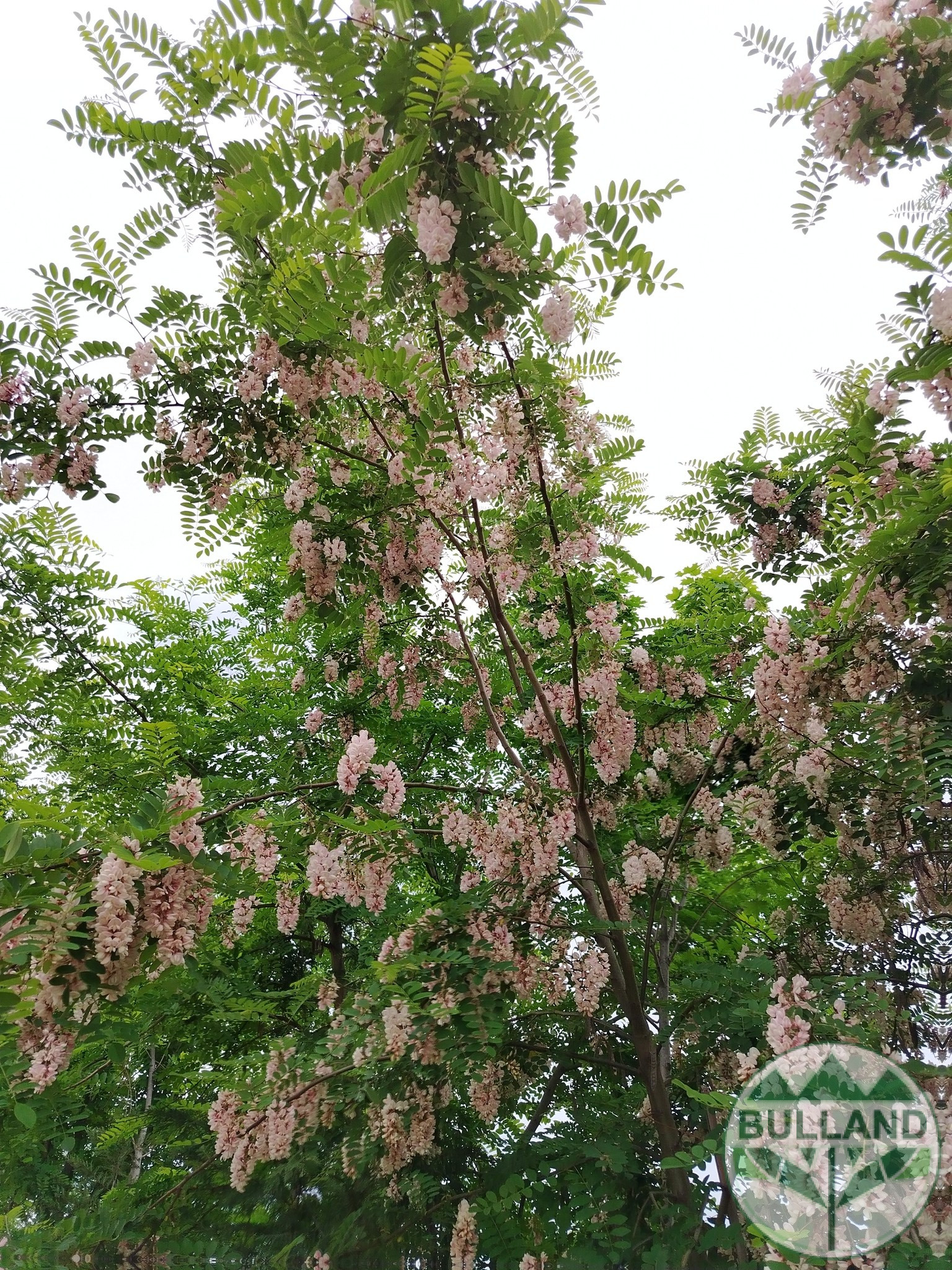Розова Акация - Image 7