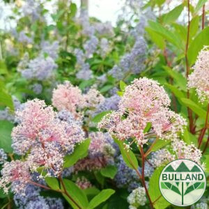 Калифорнийски люляк Мари Симон, ( Ceanothus "Marie Simon" )