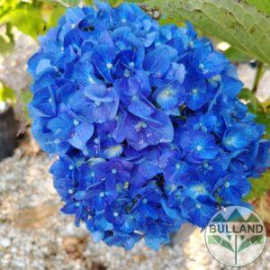 Хортензия за сянка "Бела",Hydrangea Macrophyla 'Bada' , cont. 35 l