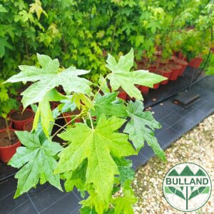 Ликвидамбър, Амброво дърво, Liquidambar 100/120 см.