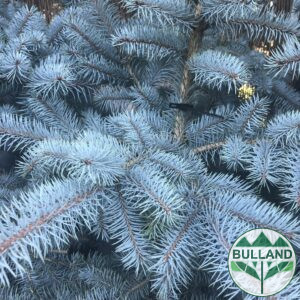 Silver spruce, Picea pungens ‘Edith’, height 30 cm.