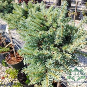Spruce, Picea Pungns Tokarz, 1/4 stam