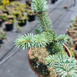 Spruce, Picea pungens Blaukissen 15/20 cm