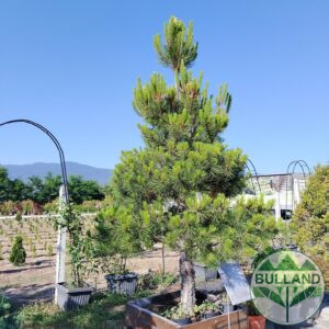 Bonsai Black pine