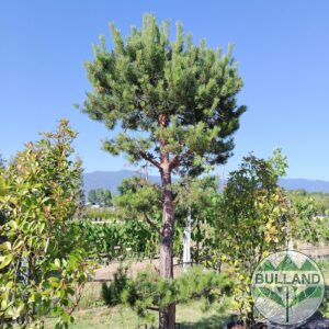 Bonsai Black pine