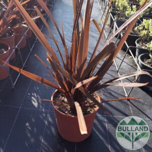 Red form, Phormium tough purple, Continuity 3 l.