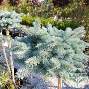Spruce, Picea pungens 'Glauca Globosa' 1/2 stam
