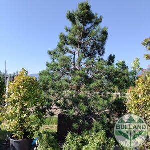 Black Pine