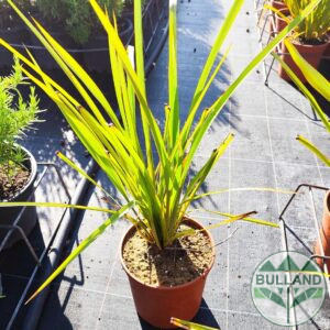 Green form, Phormium tenax, Continuity 3 l.