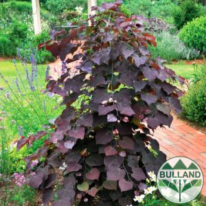 Червенолистен плачещ Церцис „Руби Фолс“, Cercis 'Ruby Falls', 130/140 см