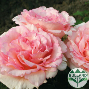 Shchabova Rose " Souvenir de Baden - Baden® - collection "