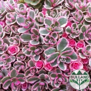 Седум Триколор, Sedum Spurium Tricolor, контейнер 1л.
